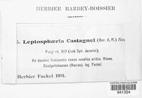 Leptosphaeria castagnei image